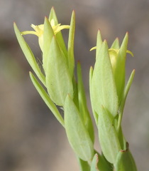 Gnidia juniperifolia