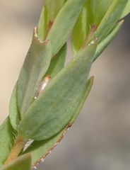 Gnidia juniperifolia