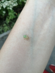 Insecta