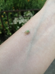 Insecta