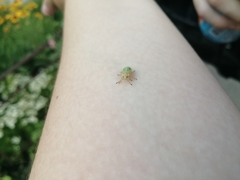 Insecta