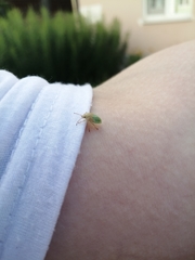 Insecta