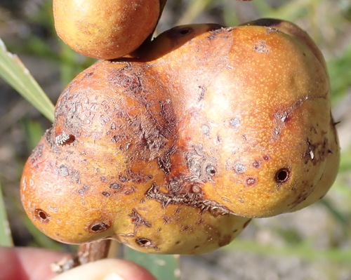 Longleaf Wattle Gall Wasp