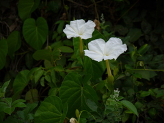 Ipomoea violacea