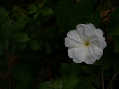Ipomoea violacea
