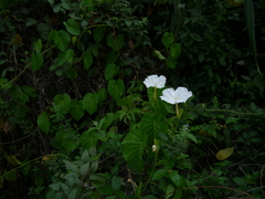 Ipomoea violacea