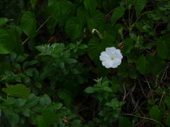 Ipomoea violacea