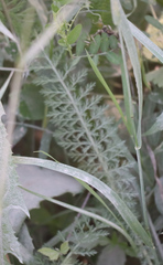 Achillea millefolium borealis