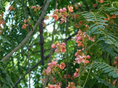 Cassia roxburghii