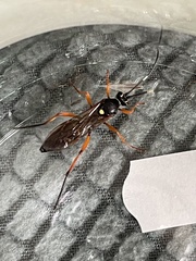 Diphyus quadripunctorius