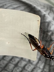 Diphyus quadripunctorius