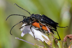 Anastrangalia laetifica