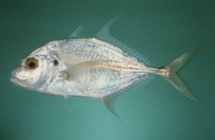 Longnose Trevally photo 5