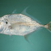 Longnose Trevally - Photo (c) WorldFish Center - FishBase, some rights reserved (CC BY-NC)