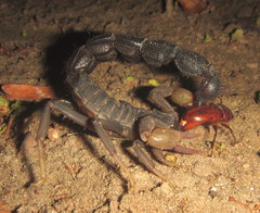 Parabuthus transvaalicus