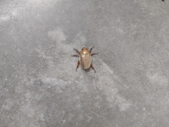 Pelidnota strigosa