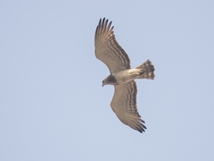 Circaetus beaudouini