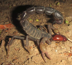 Parabuthus transvaalicus