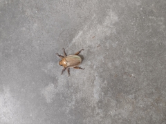Pelidnota strigosa