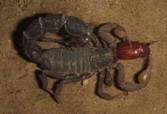 Parabuthus transvaalicus