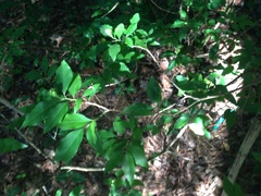 Ditrysinia fruticosa