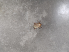 Pelidnota strigosa