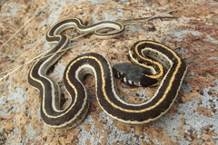 Thamnophis cyrtopsis cyrtopsis