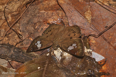 Coladenia agni