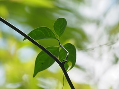 Neoalsomitra clavigera