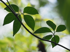 Neoalsomitra clavigera