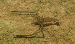 Macrobrachium nipponense