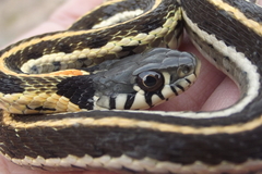 Thamnophis cyrtopsis cyrtopsis