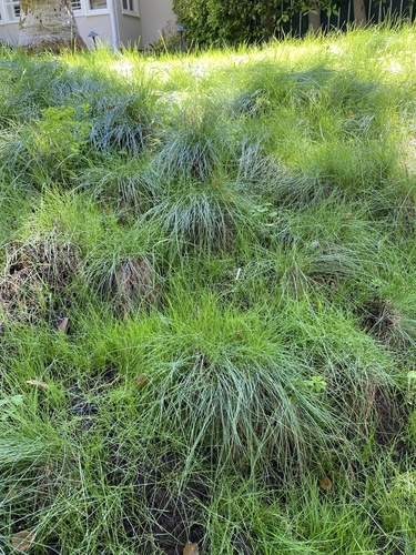 photo of Grasses, Sedges, Cattails, And Allies (Poales)