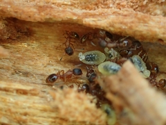 Leptothorax acervorum