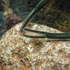 Macrobrachium nipponense