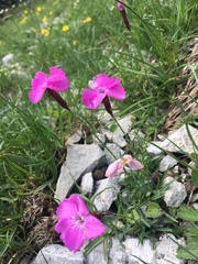 Dianthus gratianopolitanus
