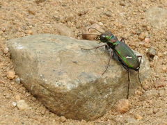 Cicindela purpurea