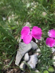 Dianthus gratianopolitanus