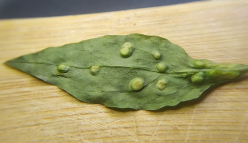 Aceria eucricotes