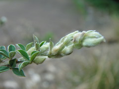 Genista canariensis image