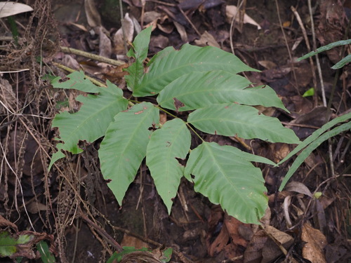 Tectaria polymorpha (Tectaria polymorpha)