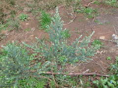 Genista canariensis image