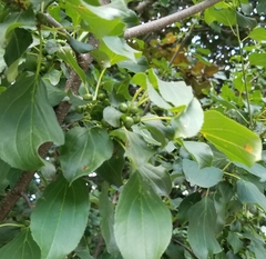 Rhamnus cathartica