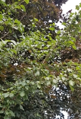 Rhamnus cathartica