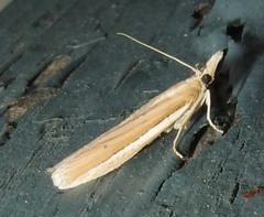 Pima albiplagiatella