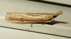 Pima albiplagiatella