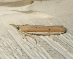 Pima albiplagiatella