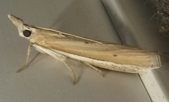 Pima albiplagiatella