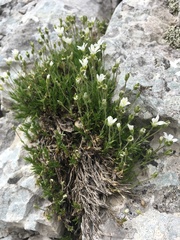 Arenaria grandiflora
