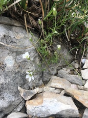 Arenaria grandiflora